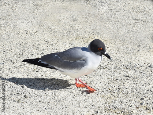 The night active red eyed Swallow tailed gull Creagrus furcatus photo