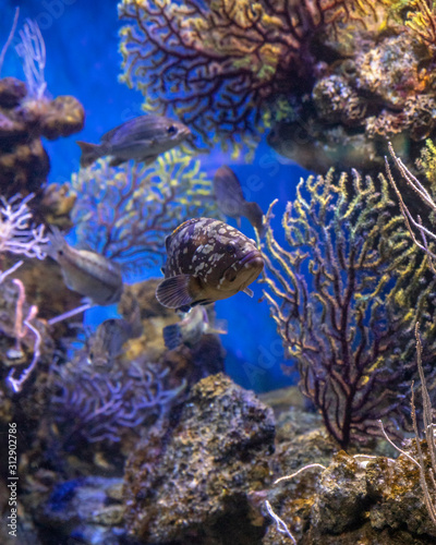 Fototapeta Naklejka Na Ścianę i Meble -  underwater wildlife in a tropical ocean