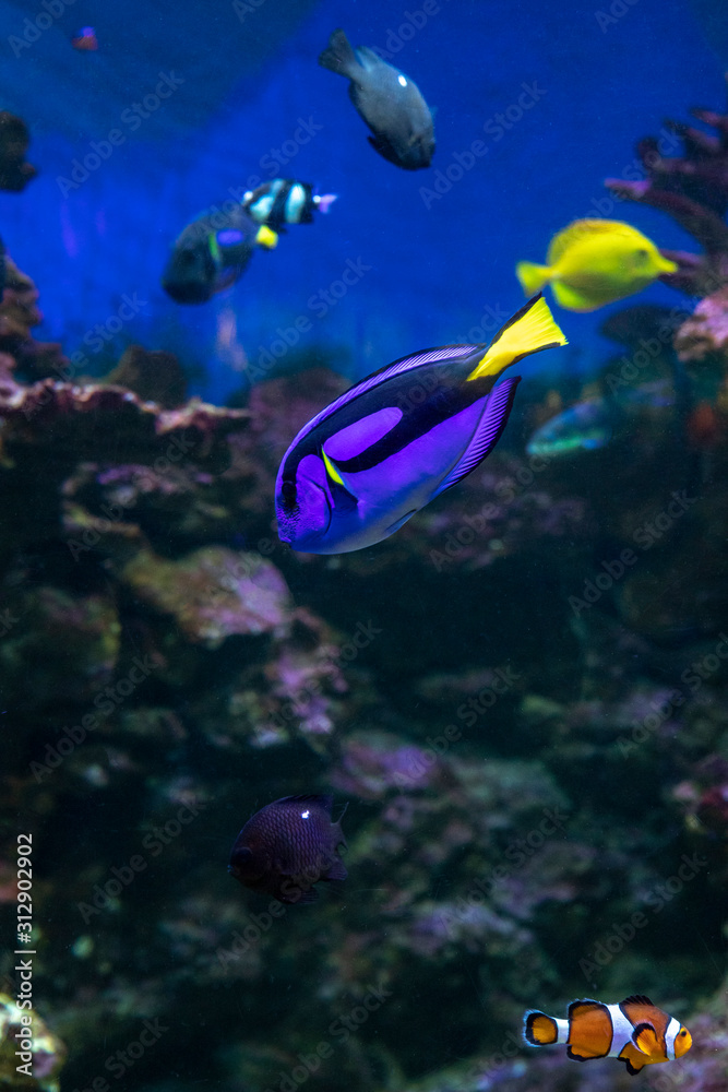 Obraz premium surgeonfish in underwater wildlife in ocean
