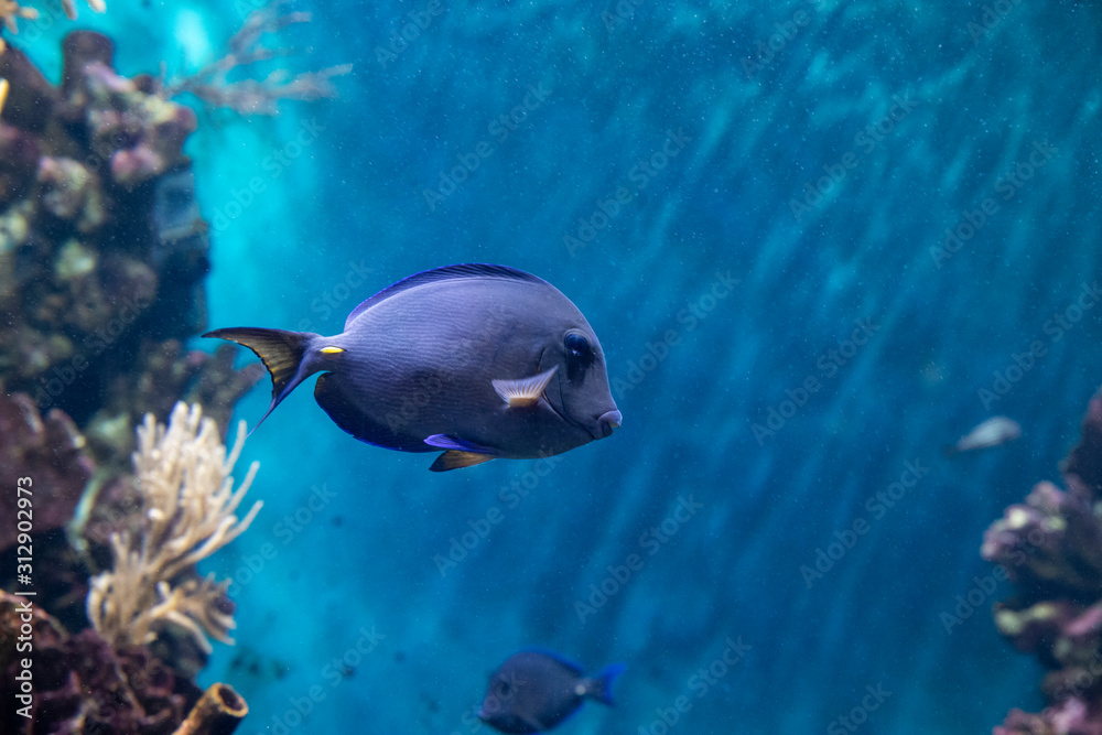 Fototapeta premium surgeonfish in underwater wildlife in ocean