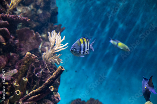 surgeonfish in underwater wildlife in ocean