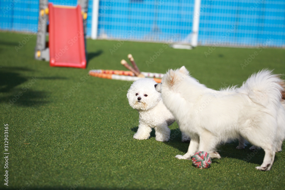 Happy puppies in a private playground Happy puppies in a private playground