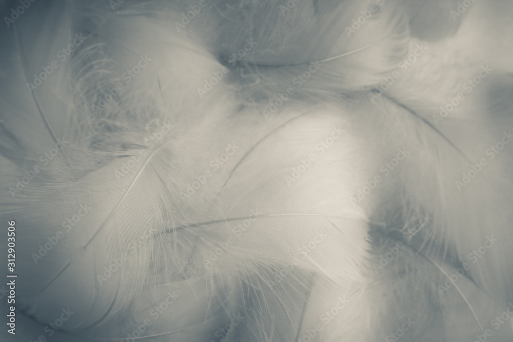 Beautiful abstract colorful blue and white feathers on white background and soft white feather texture on white pattern and blue background Beautiful abstract colorful blue and white feathers on white background and soft white feather texture on white pattern and blue background