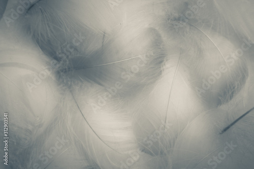 Beautiful abstract colorful blue and white feathers on white background and soft white feather texture on white pattern and blue background © Weerayuth