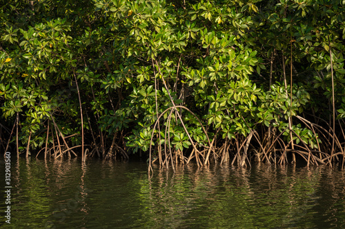 Gambia Mangroves. Green mangrove trees in forest. Gambia. photo
