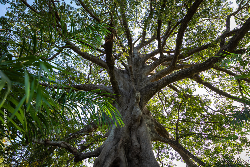 Obraz premium Big Tree in jungle in Gambia.