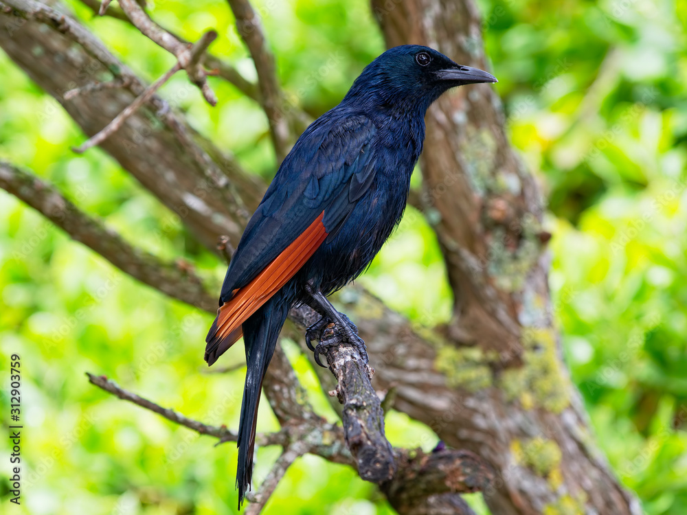 Fototapeta premium Male South African Red Winged Starling perched in a tree at Cape Point, South Africa.