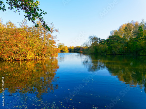 Fototapeta Naklejka Na Ścianę i Meble -  Fallen leaves float on the calm surface of a lake on a bright autumn morning in Nottinghamshire.