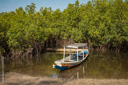 Gambia Mangroves. Traditional long boat. Green mangrove trees in forest. Gambia.