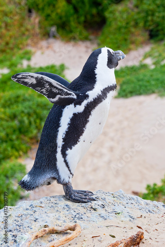 South African or Jackass penguin standing on a rock with wings stretched behind on Boulders beach  Simons Town  South Africa