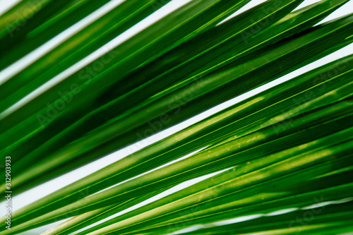 Close up of palm leaves. Abstract striped natural green background.