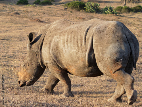 Young black rhinoceros walking slowly across the dry plains © Steven Bramall
