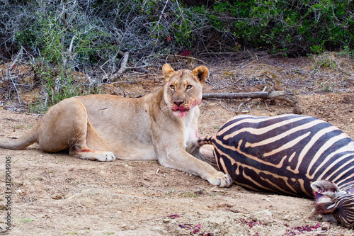 Lioness takes a break from feeding to look for signs of danger photo