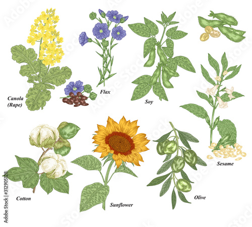 Oil plants set. Canola, cotton, flax, sunflower, olive, soy and sesame branches and flowers hand drawn. Vector illustration botanical. Vintage engraving style.