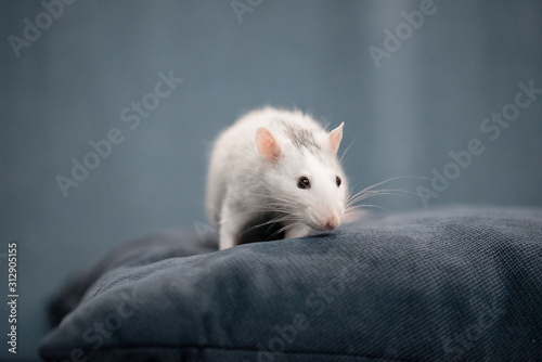 New Year concept. Cute white domestic rat in a New Year's decor. The symbol of 2020 is a rat