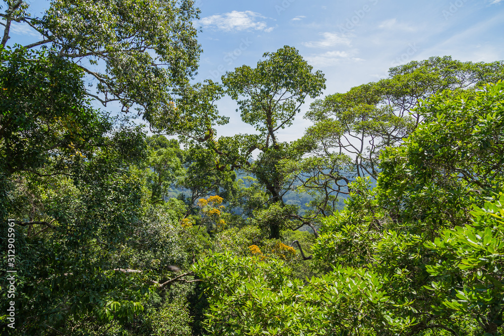 Fototapeta premium Ulu Temburong National Park