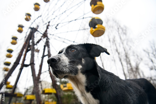 Dog in Abandoned amusement park in ghost town Prypiat in Chornobyl exclusion zone. Ukraine, December 2019