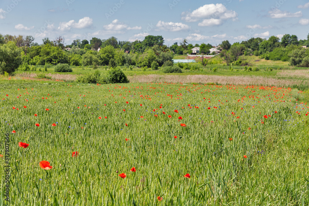 Summer landscape with wild poppies Summer landscape with wild poppies