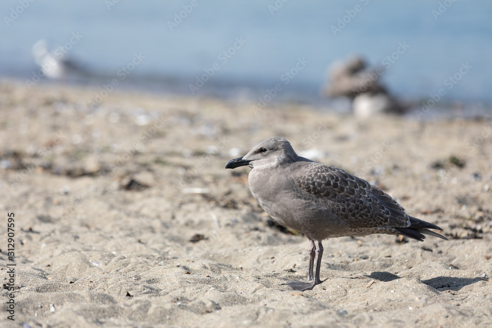 seagulls at a beach in vancouver seagulls at a beach in vancouver