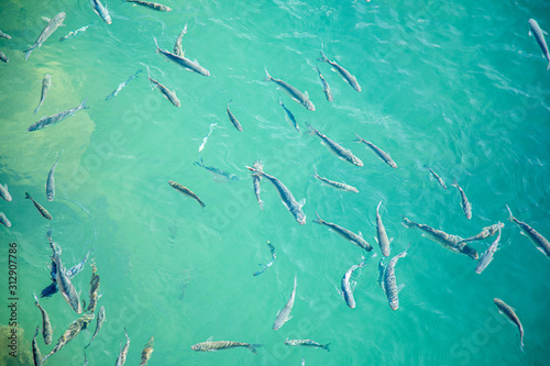Shoal of fish in seawater, many sea fishes top view, fry in the sea, sea fishes on the water surface, small fish on the surface of the sea water aquamarine azure reflection turquoise blue abstract