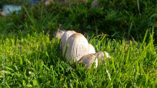 snail on grass © Max