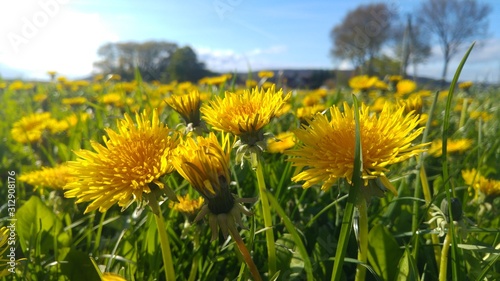 field of dandelions