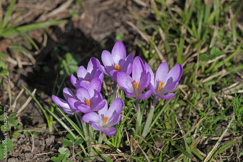 Krokus Krokus