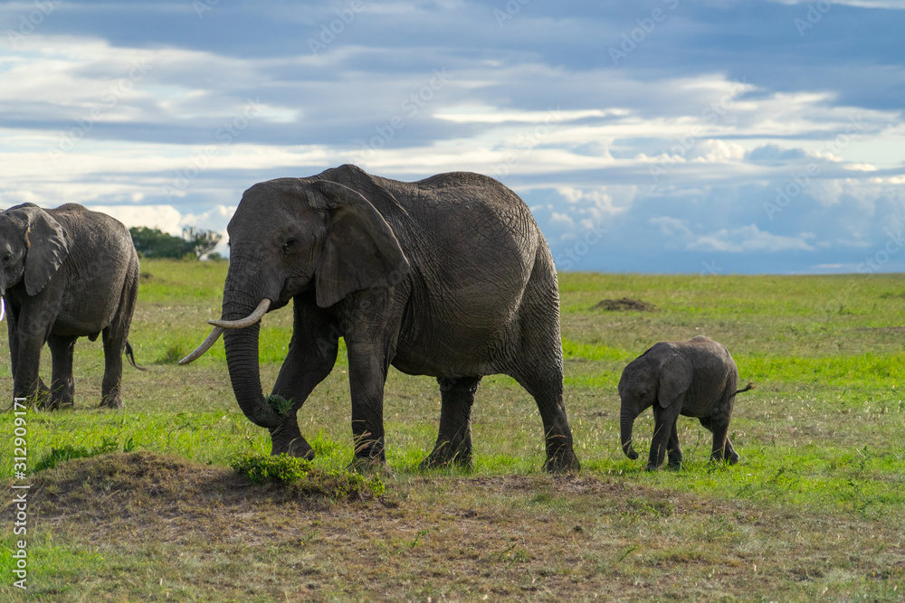 Fototapeta premium Female elephant with her calf