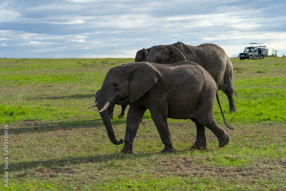 Fototapeta premium Female elephant with her calf