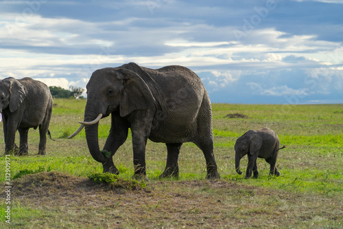 Female elephant with her calf © Anna