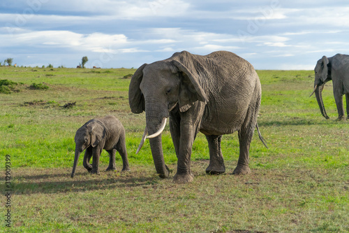 Female elephant with her calf