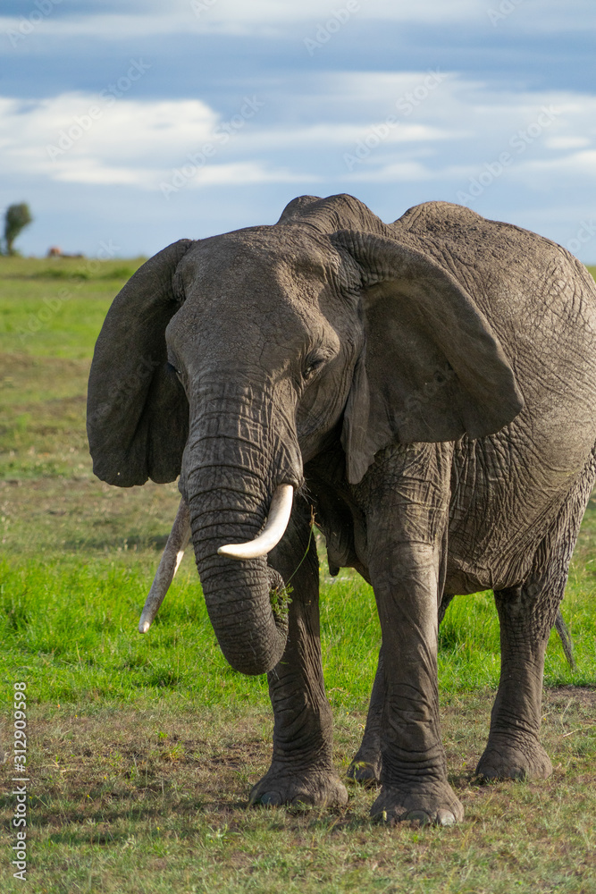 Obraz premium Single elephant in Massai Mara