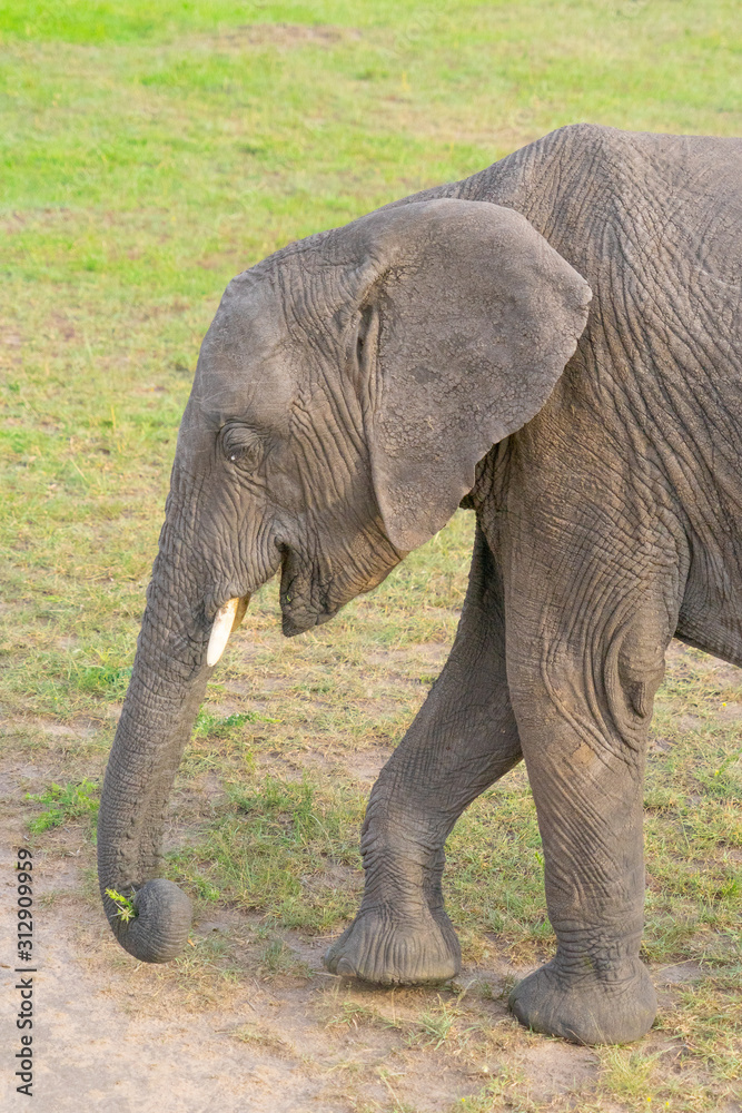 Fototapeta premium Wild Baby elephant in Masai Mara National Park