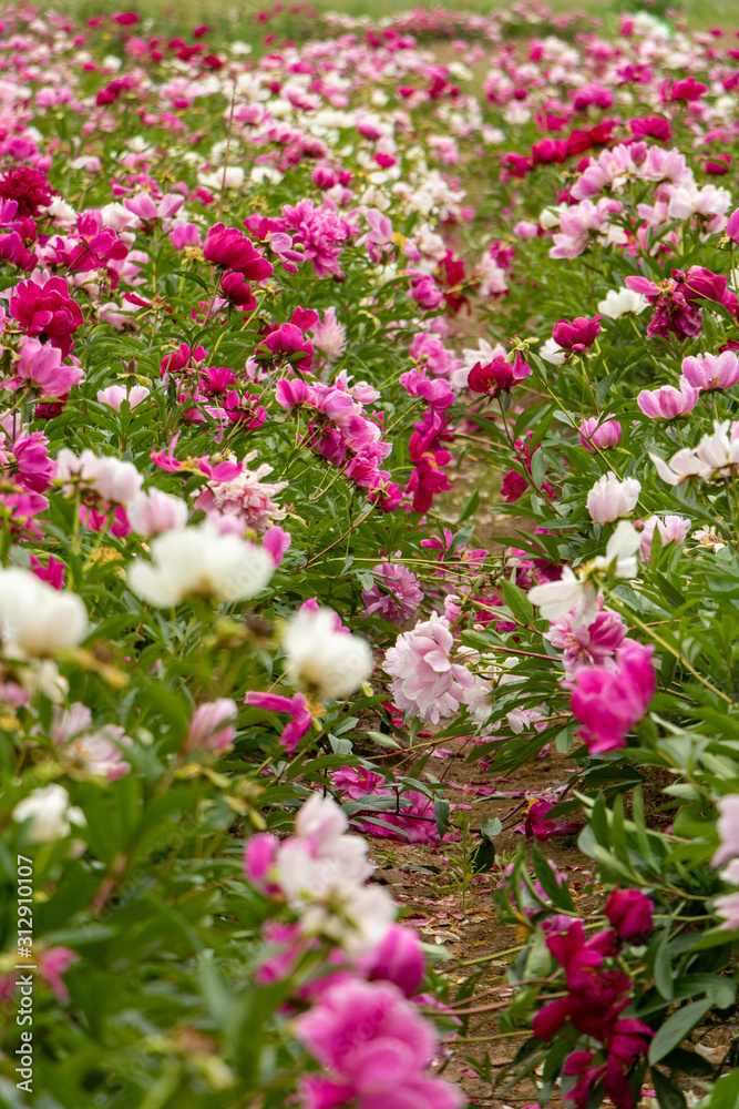 A close up of Field of blooming pink, white and red peonies on a summer day