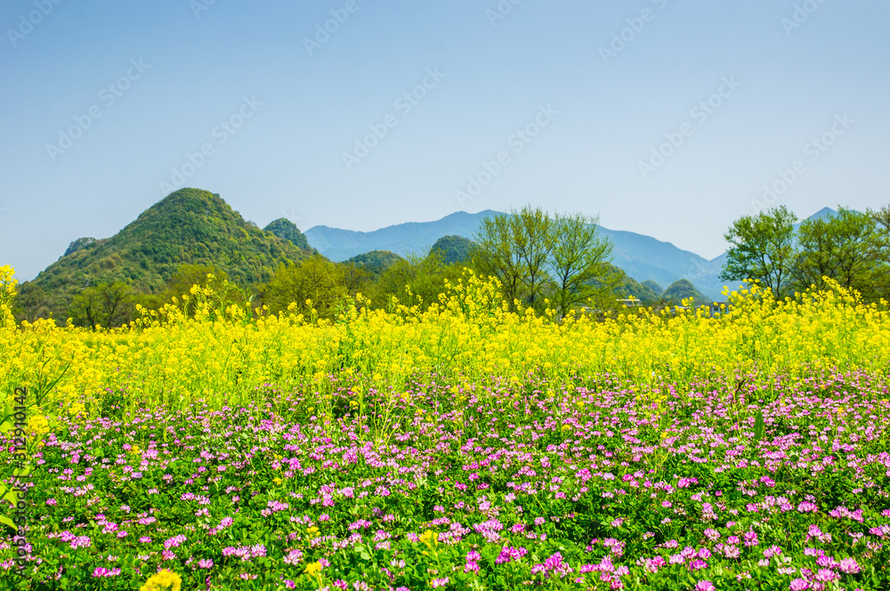 The  rape flower with blue sky background