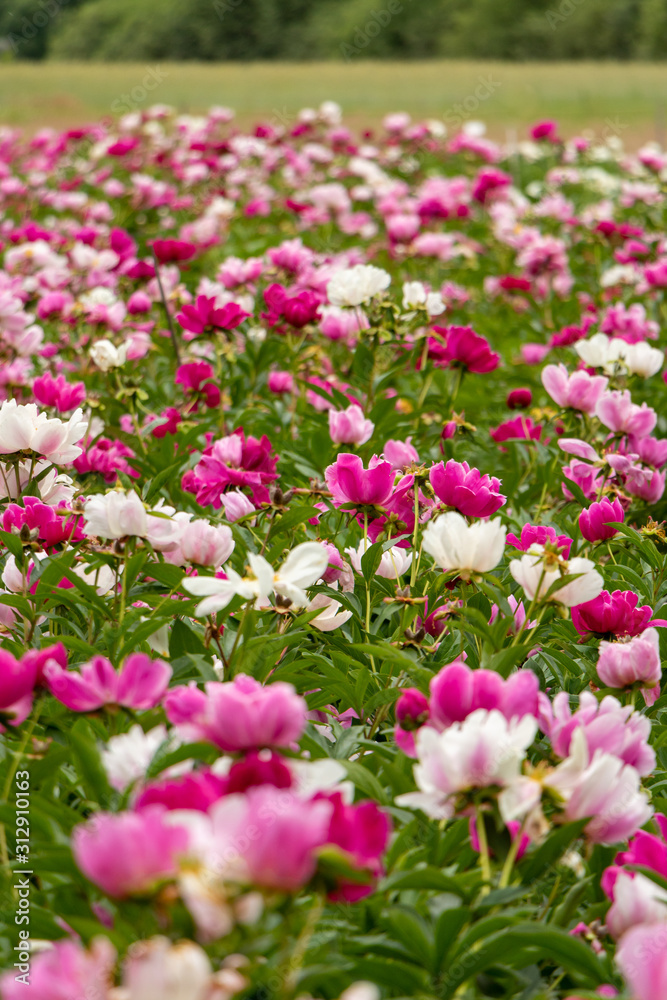A close up of Field of blooming pink, white and red peonies on a summer day A close up of Field of blooming pink, white and red peonies on a summer day