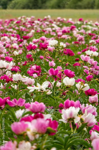 A close up of Field of blooming pink, white and red peonies on a summer day