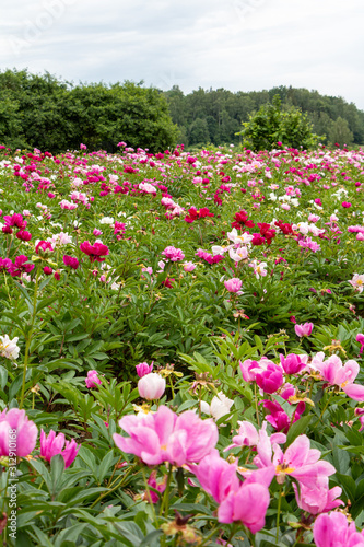 Field of blooming pink and red peonies on a summer day