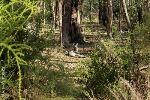 Kangaroo sitting in the forest