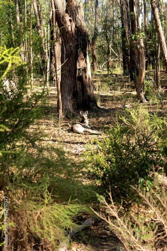 Kangaroo sitting in the forest