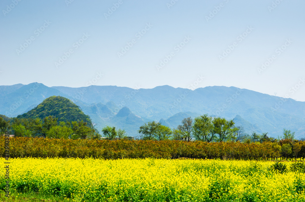The yellow flowers in the mountains The yellow flowers in the mountains