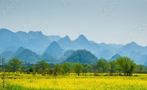 The yellow flowers in the mountains