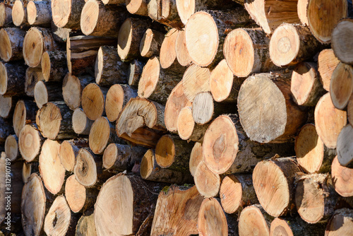 Trunks of trees cut and stacked. Wood logging pile.