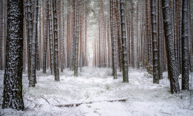 Beautiful winter forest landscape