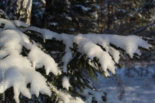 Winter branches