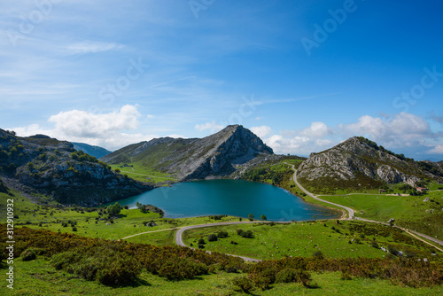 Enol lake in mountains with cows and sheeps on green pasture in national park Picos de Europa  Spain