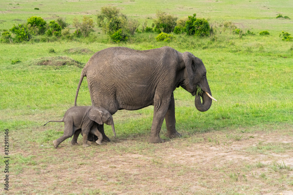 Female elephant with her calf