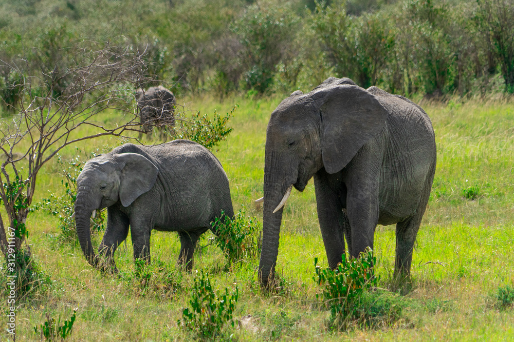 Fototapeta premium Wild herd of elephants in Masai Mara