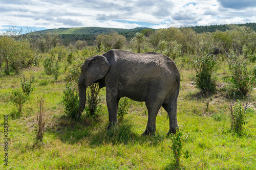 Single elephant in Massai Mara