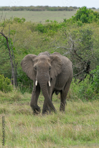 Single elephant in Massai Mara